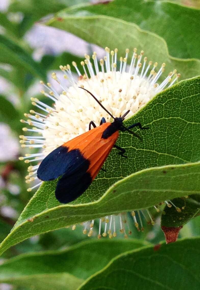 Image of Black-and-yellow Lichen Moth