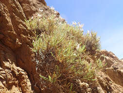 Image of Pelargonium tragacanthoides Burch.