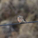Image of Bolivian Warbling Finch