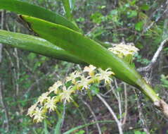 Слика од Tridactyle bicaudata subsp. bicaudata