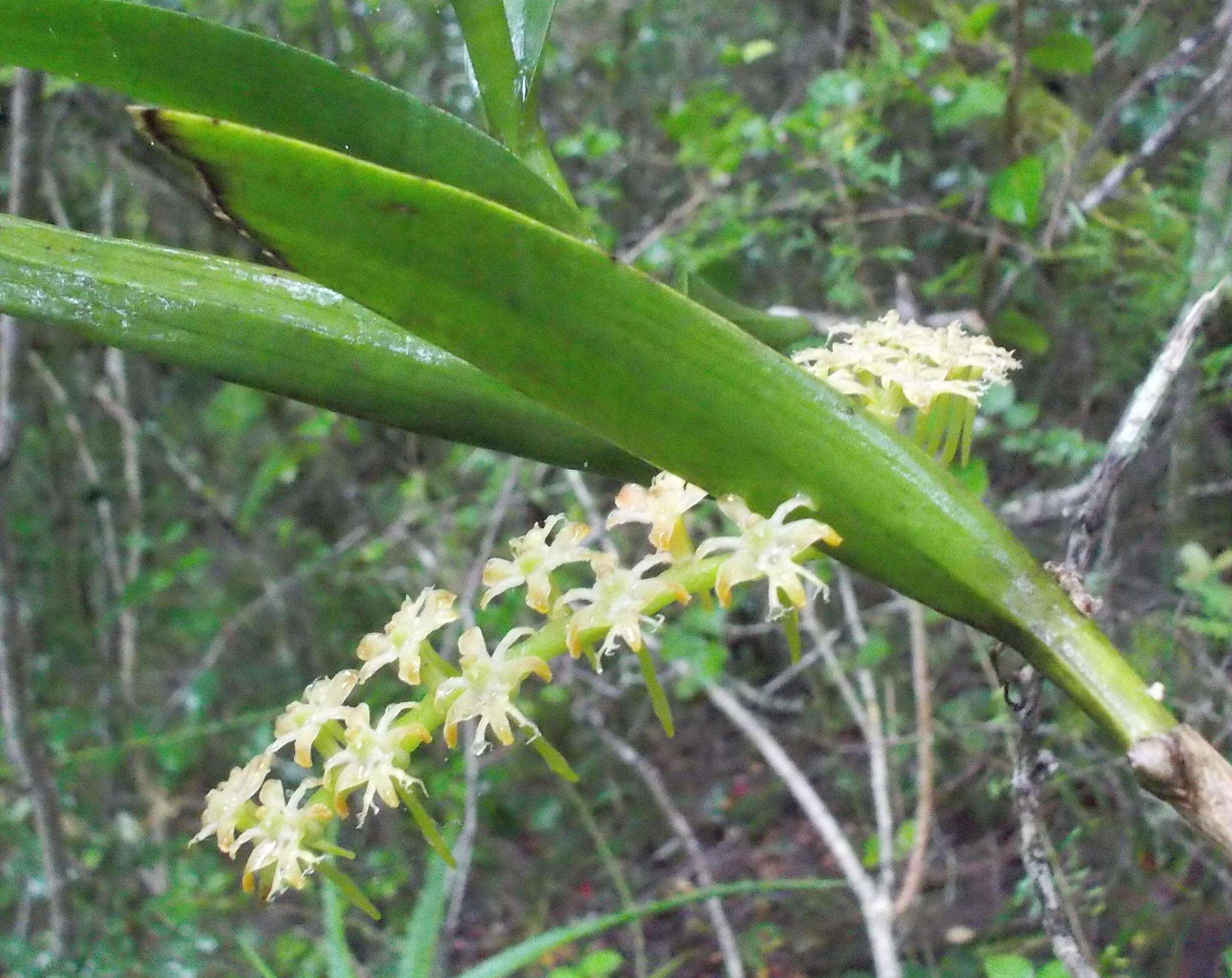 Image of Tridactyle bicaudata subsp. bicaudata