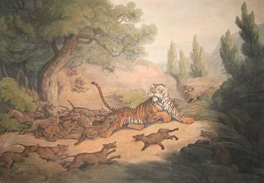 Image of Cuon Hodgson 1838