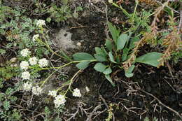 صورة Lepidium cartilagineum (J. Mayer) Thell.