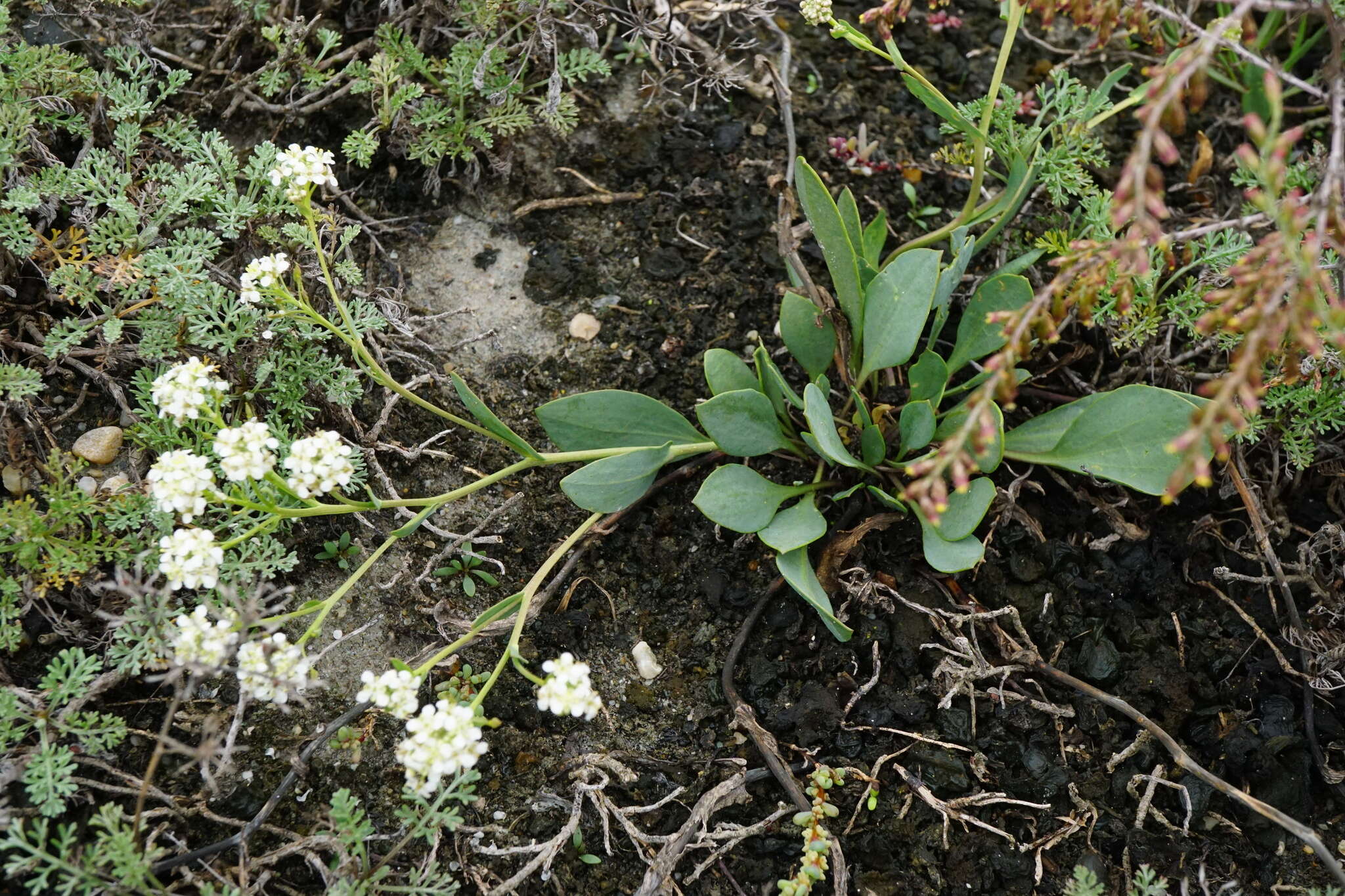 Image of Lepidium cartilagineum (J. Mayer) Thell.