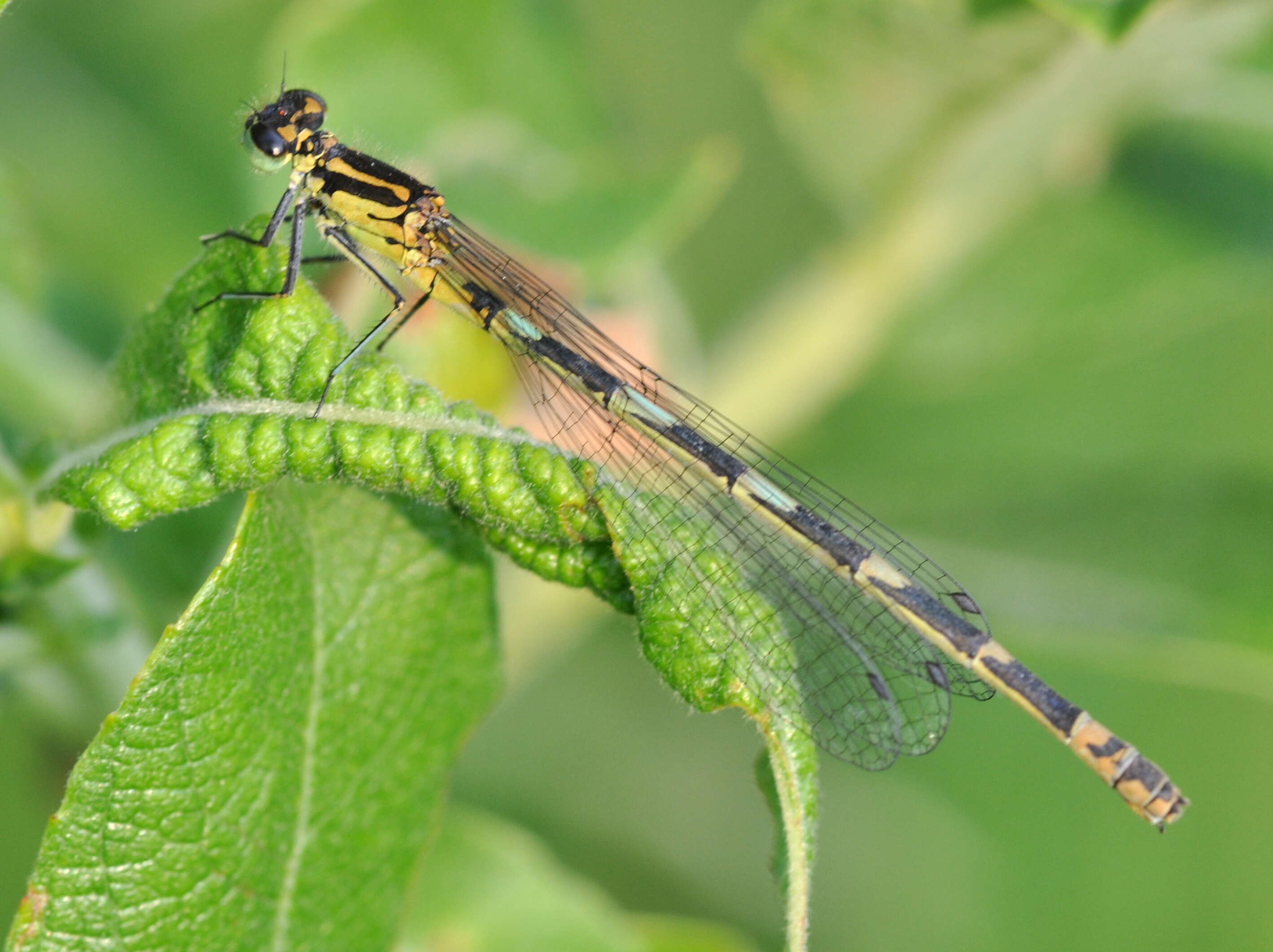 Imagem de Coenagrion pulchellum (Vander Linden 1825)