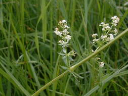 Image of White bedstraw