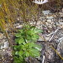 Sivun Zyrphelis crenata (Thunb.) Kuntze kuva