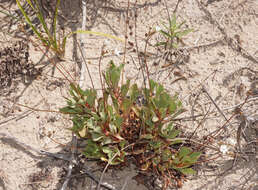 Image of limewater brookweed