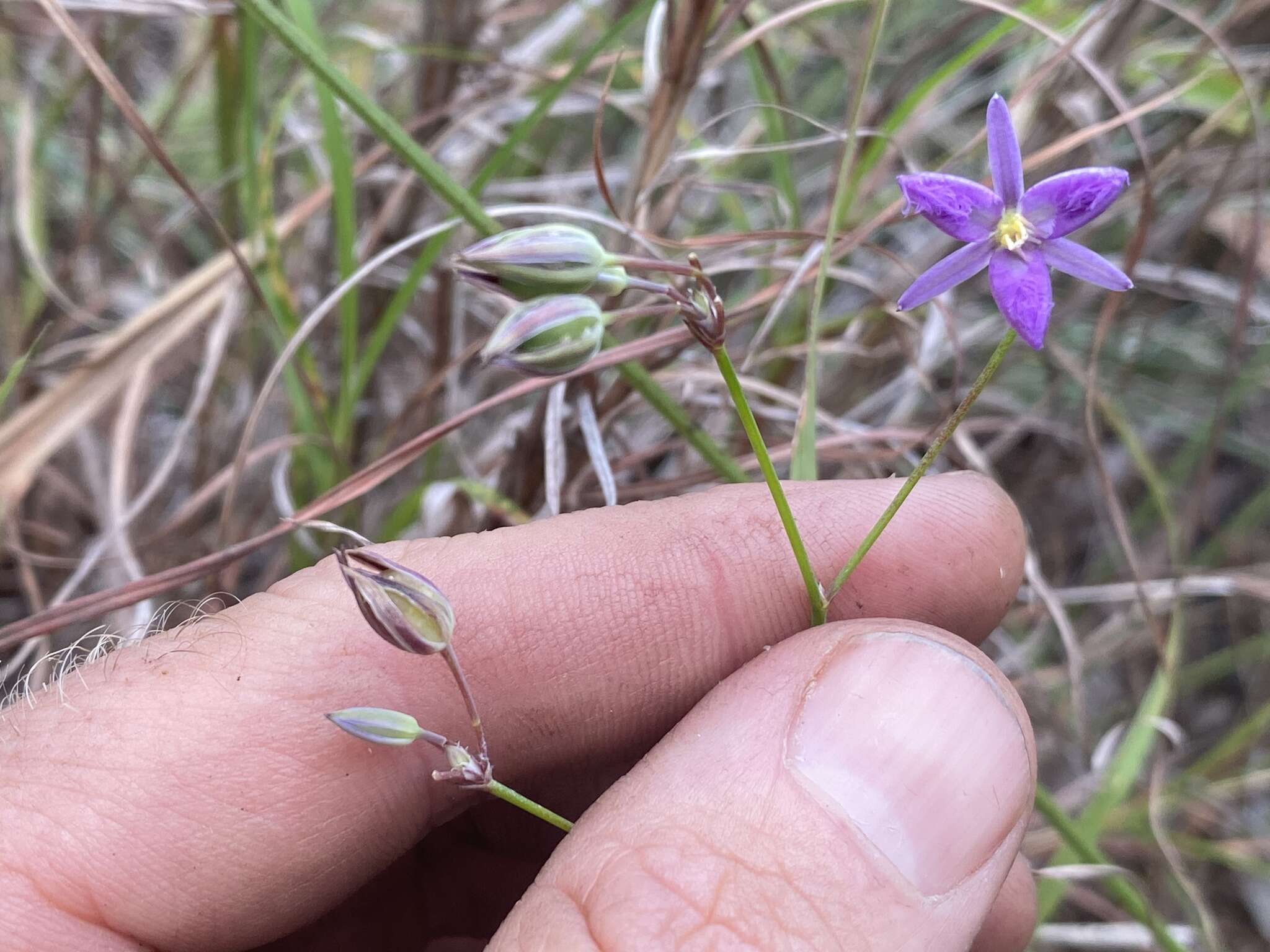 Image of Thysanotus banksii R. Br.