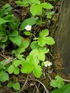 Image of woodland strawberry