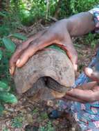 Image of Western hinge-back tortoise