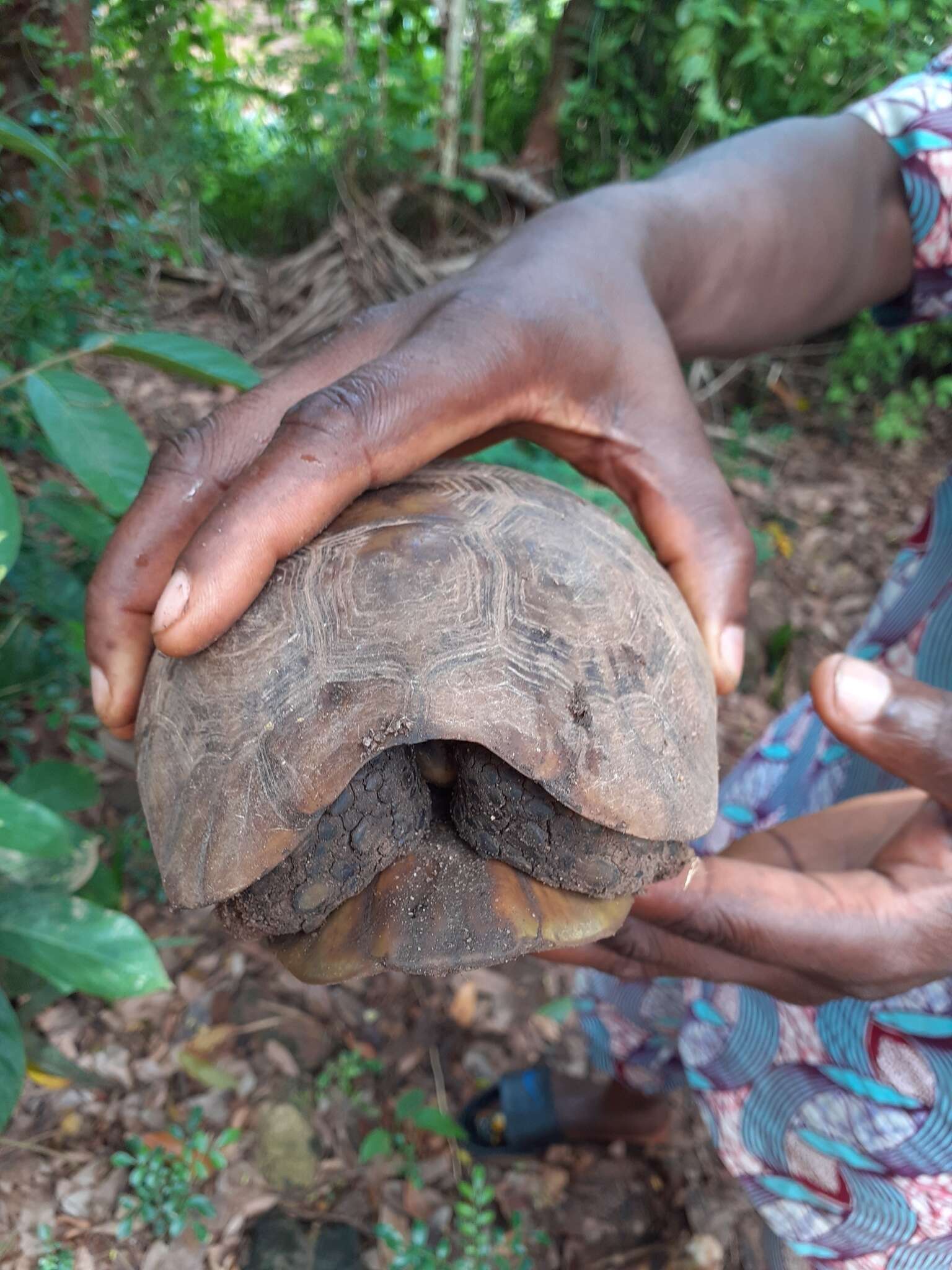 Image of Western hinge-back tortoise