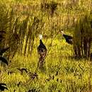 Image of Meleagris gallopavo osceola Scott 1890