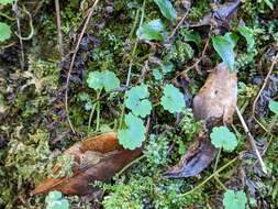 Image of Suzukia shikikunensis Kudô