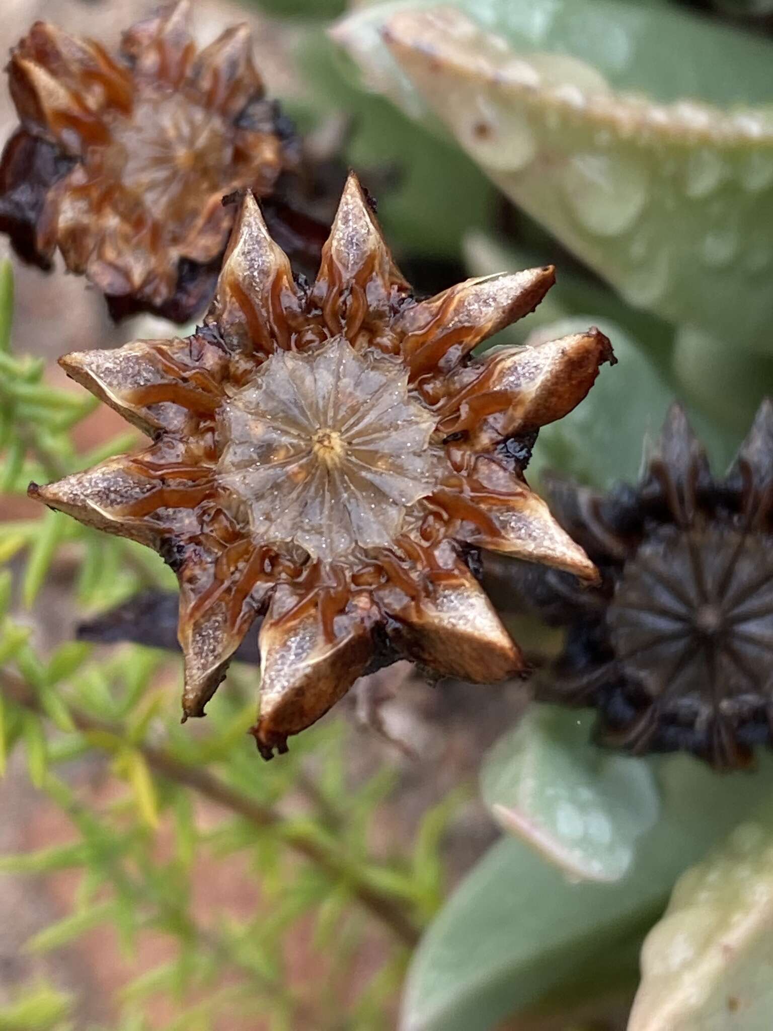 Image of Machairophyllum albidum (L.) Schwant.