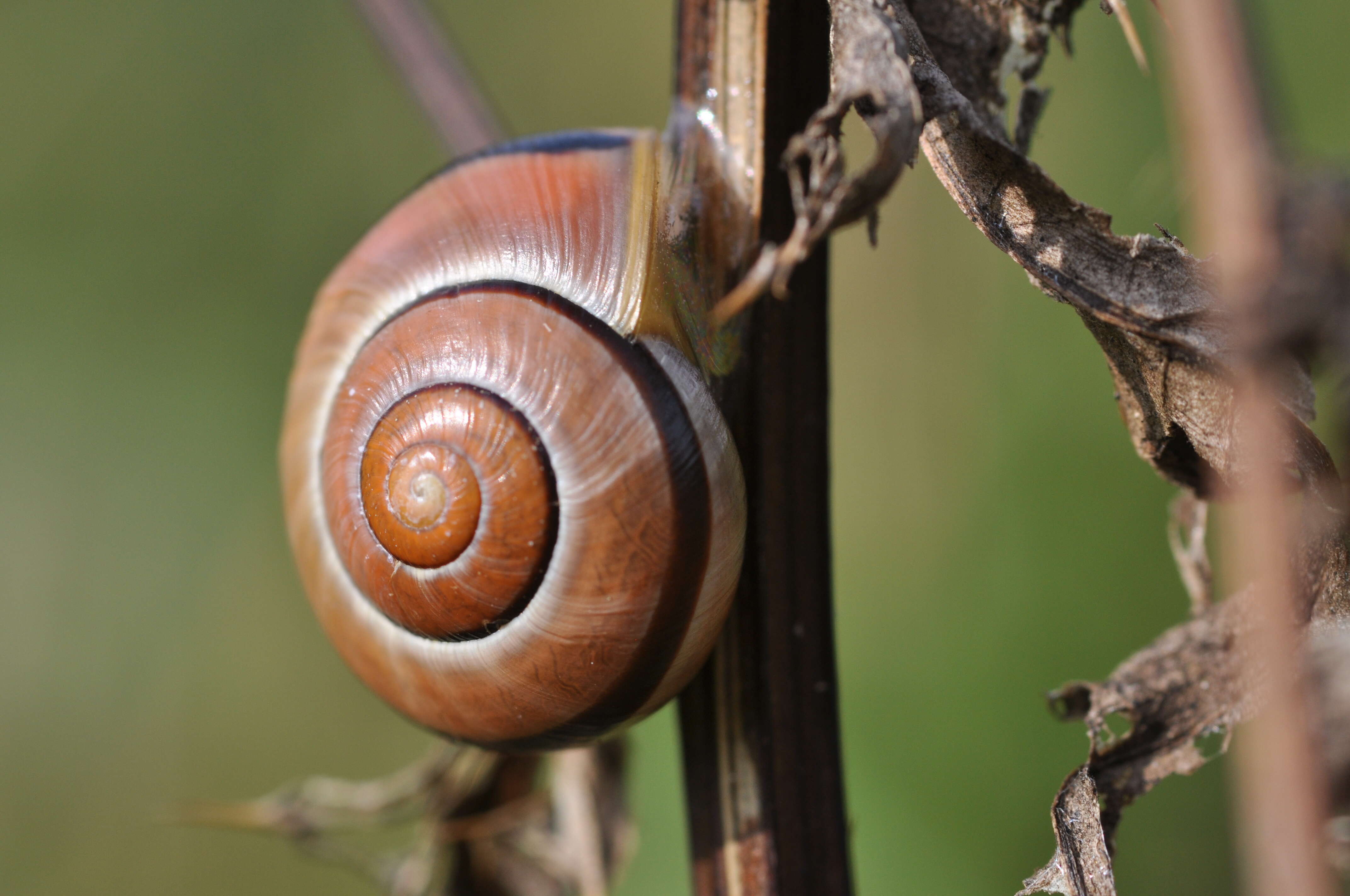 Image of White-lipped banded snail