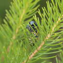 Image of Temognatha conspicillata (White 1843)