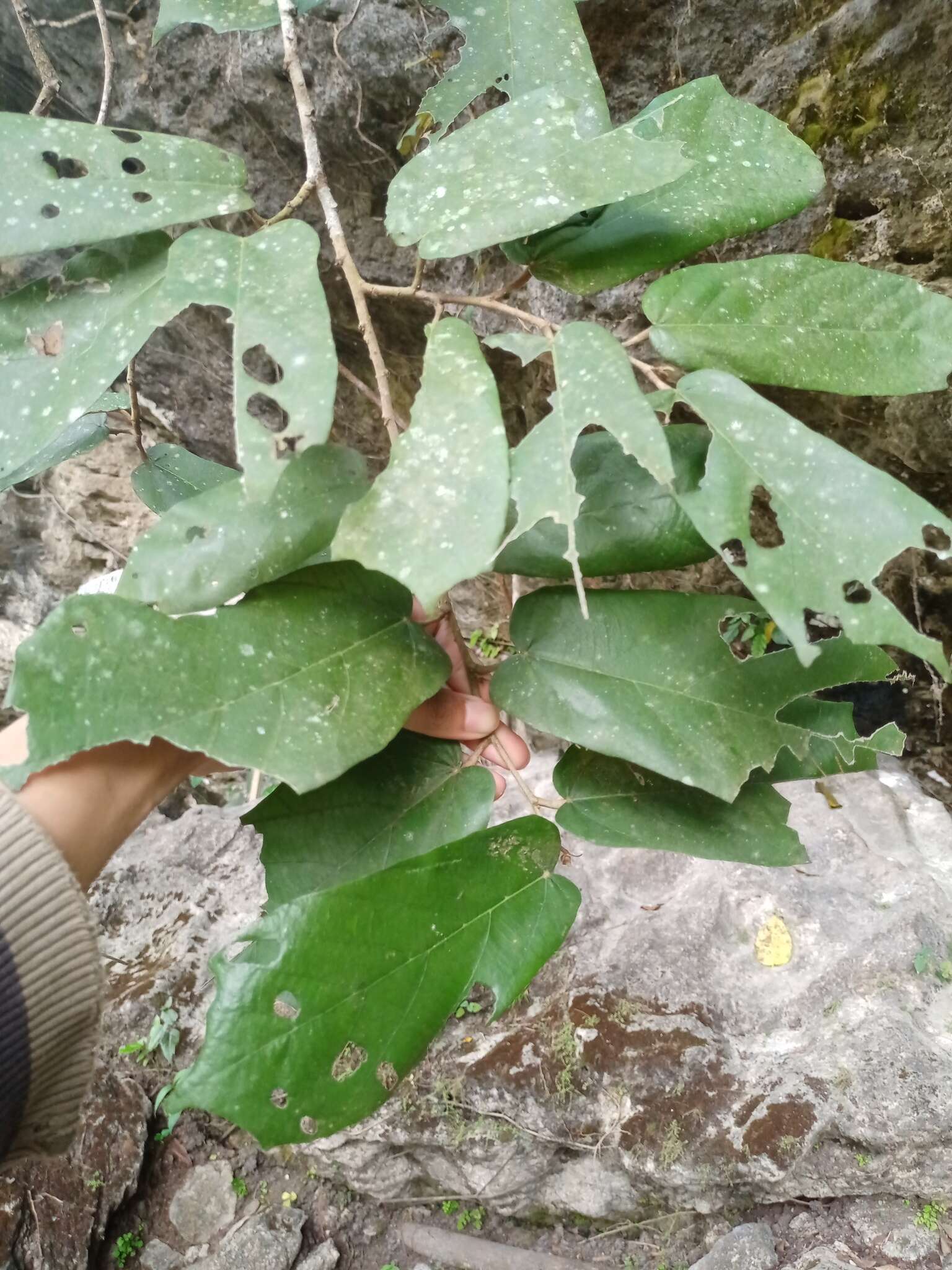 Image of Pterospermum diversifolium Bl.