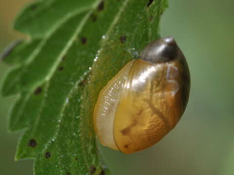 Image of amber snail