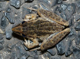 Litoria freycineti Tschudi 1838的圖片