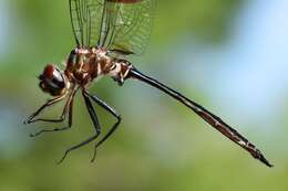 Image of Fine-lined Emerald