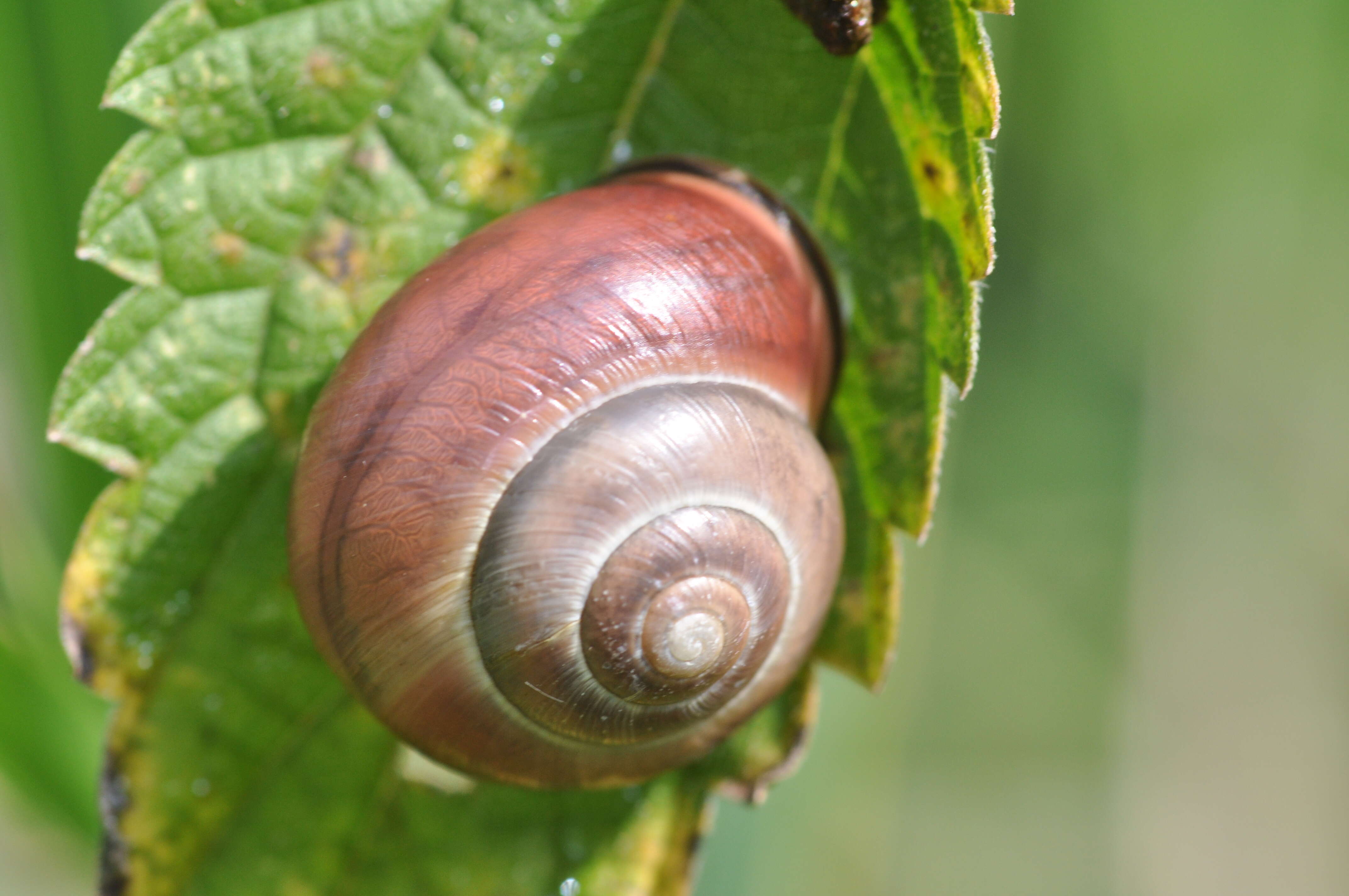 Image of Brown Lipped Snail