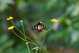 Image of Amauris echeria lobengula (Sharpe 1890)