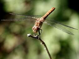 Image of Common Darter