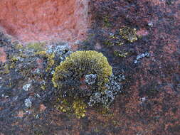 Image of orange lichen