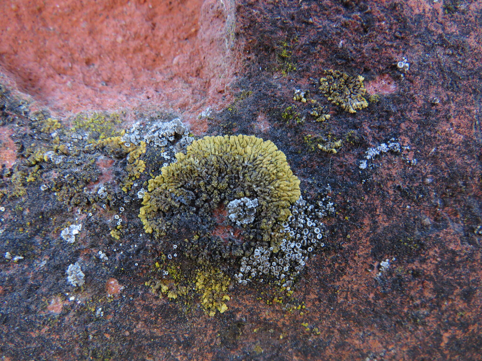 Image of orange lichen