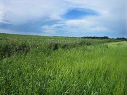 Image of wild parsnip