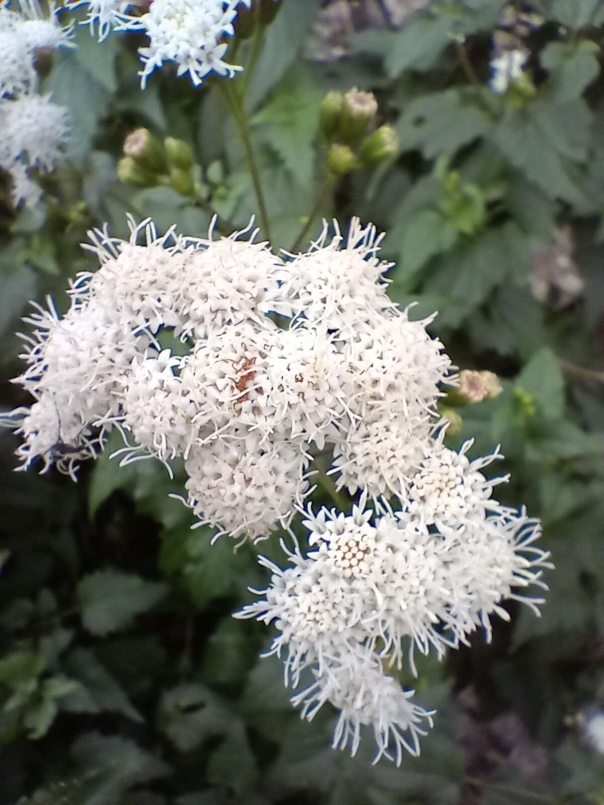 Ageratina glechonophylla (Less.) R. King & H. Rob. resmi