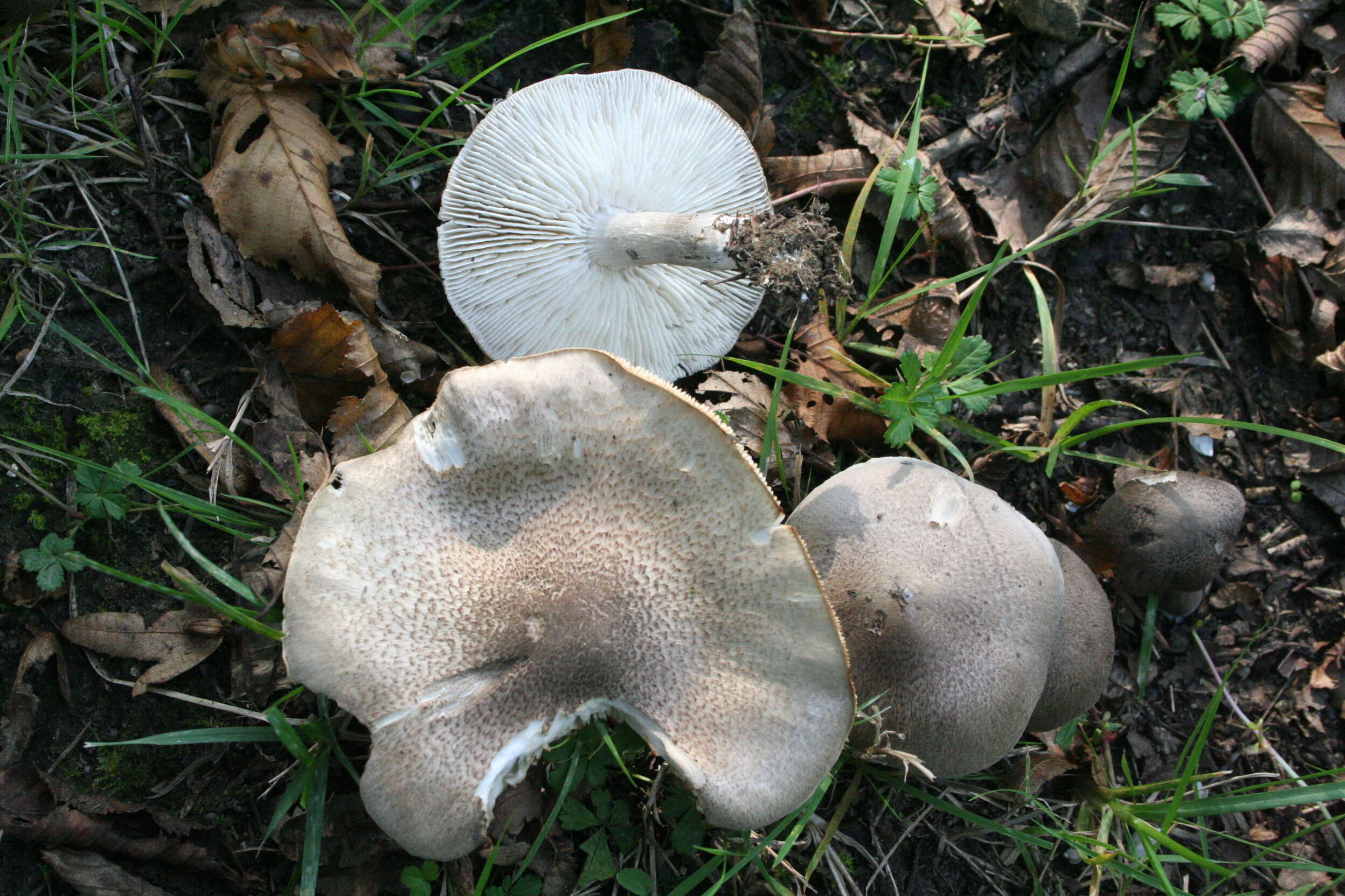 Image of Tricholoma scalpturatum (Fr.) Quél. 1872