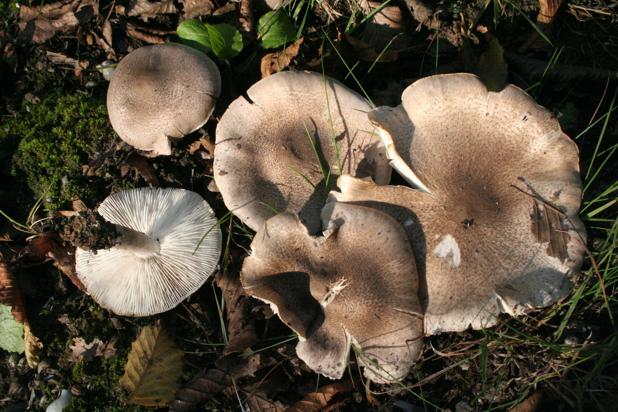 Image of Tricholoma scalpturatum (Fr.) Quél. 1872