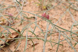 صورة Astragalus ceramicus Sheldon