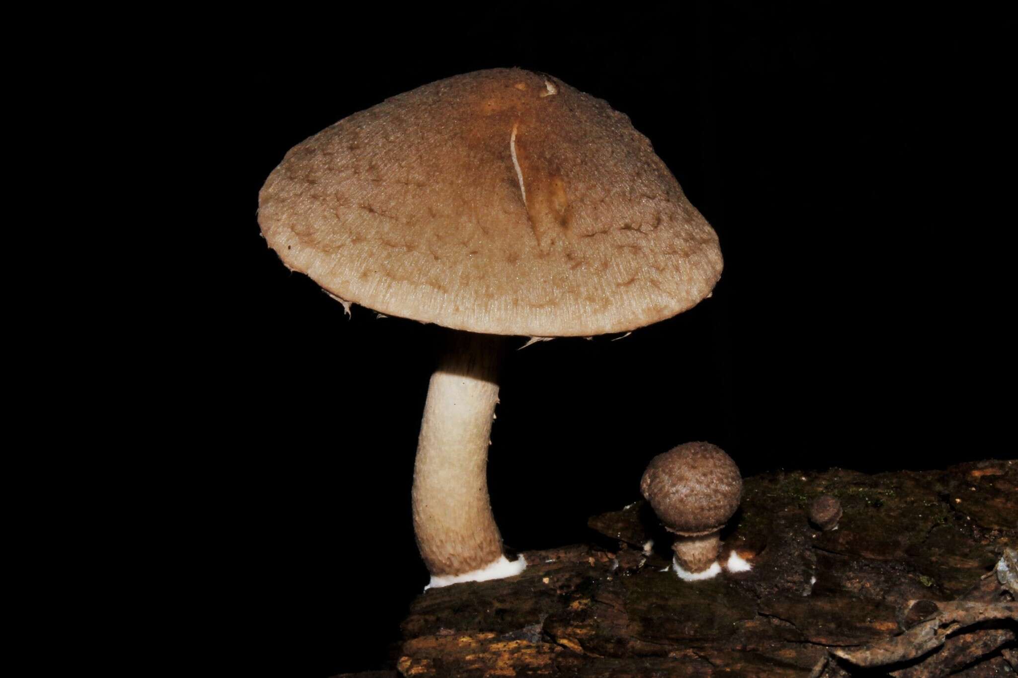 Coprinopsis melanthina (Fr.) Örstadius & E. Larss. 2015 resmi