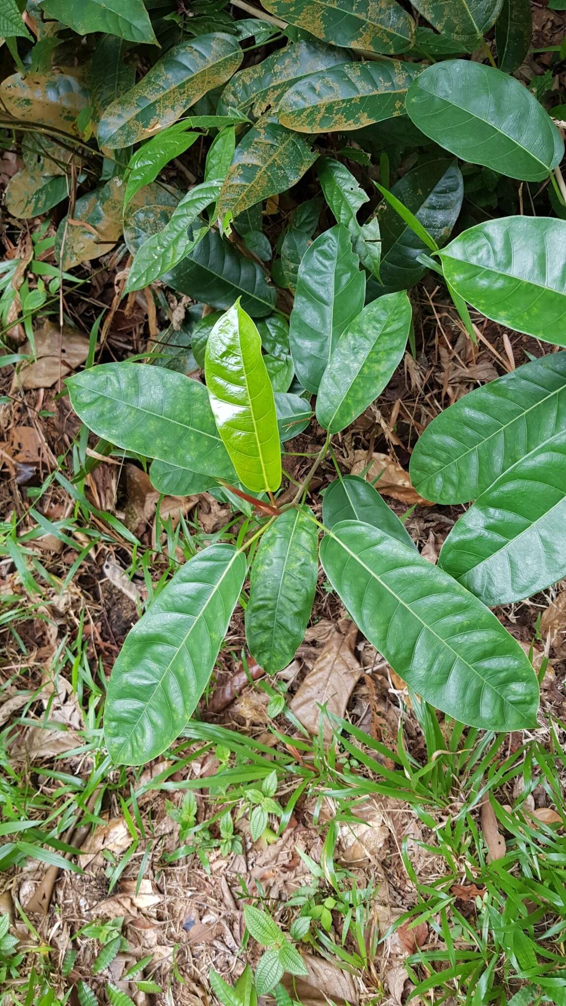 Image of Ficus globosa Bl.