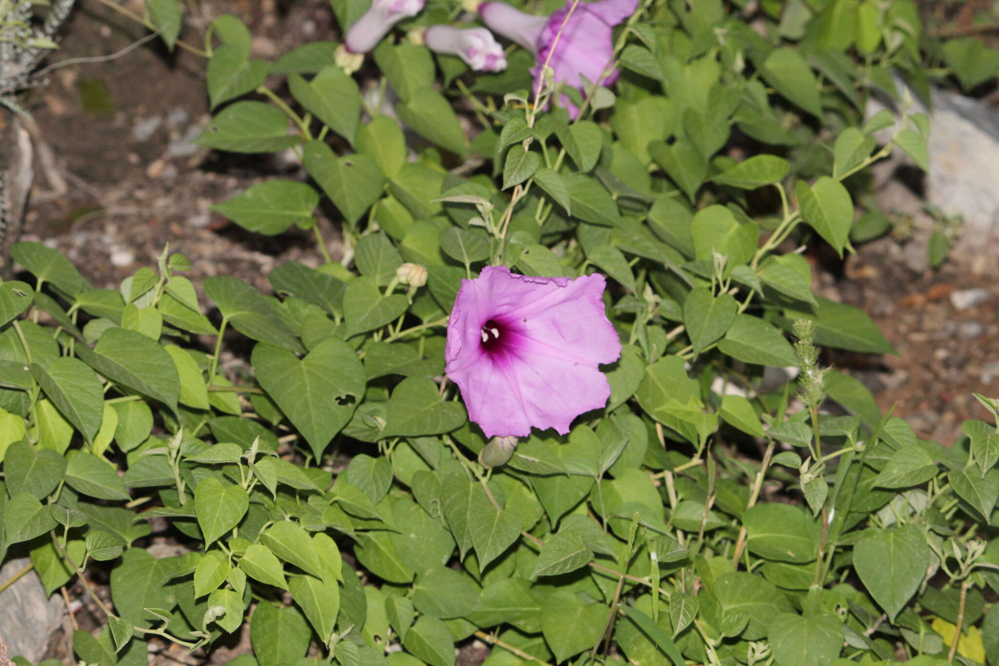 Ipomoea carnea subsp. carnea resmi