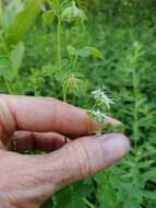 Image of Few-Flower Meadow-Rue