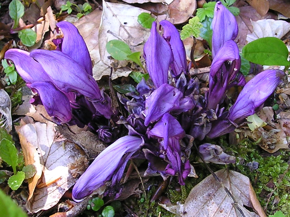 Lathraea clandestina (rights holder: Strobilomyces)