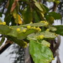 صورة Brasiliopuntia brasiliensis (Willd.) A. Berger