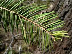 Image of white fir