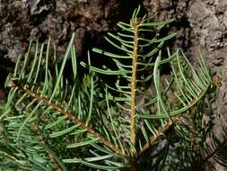 Image of white fir