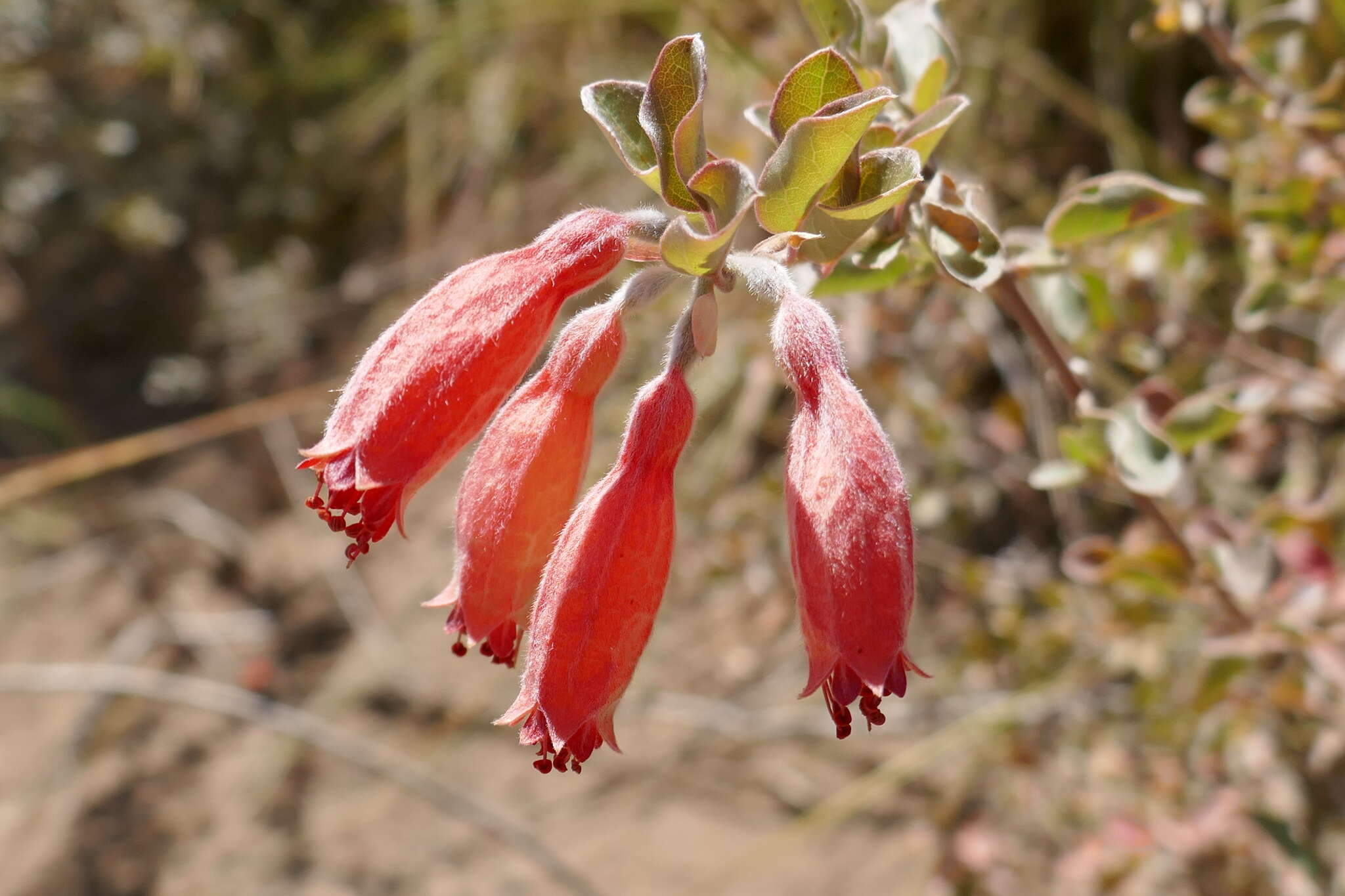 Image of Combretum grandidieri Drake