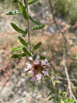 Image of Grevillea phylicoides R. Br.