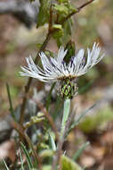 Image de Centaurea napulifera Rochel