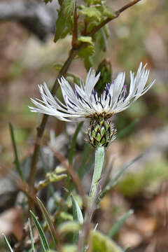 Plancia ëd Centaurea napulifera Rochel