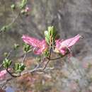 صورة Eremophila purpurascens R. J. Chinnock