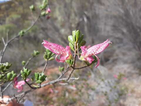 Image of Eremophila purpurascens R. J. Chinnock