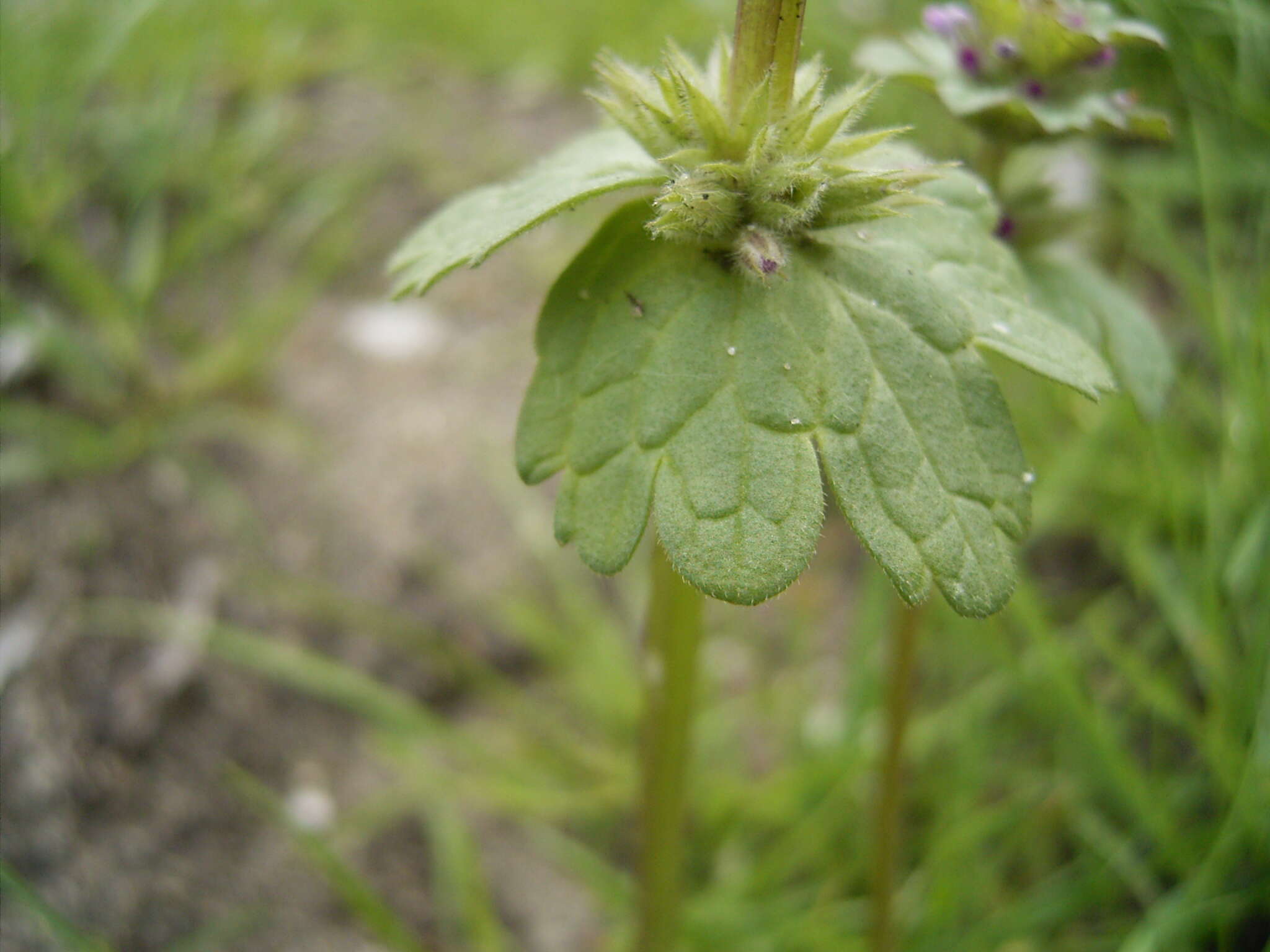 Image of common henbit